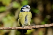 7th Nov 2017 - YET ANOTHER BLUE TIT