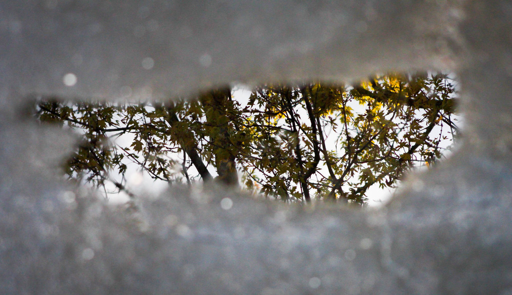 Tree in a puddle by mittens