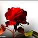 Beautiful rose by rosiekind