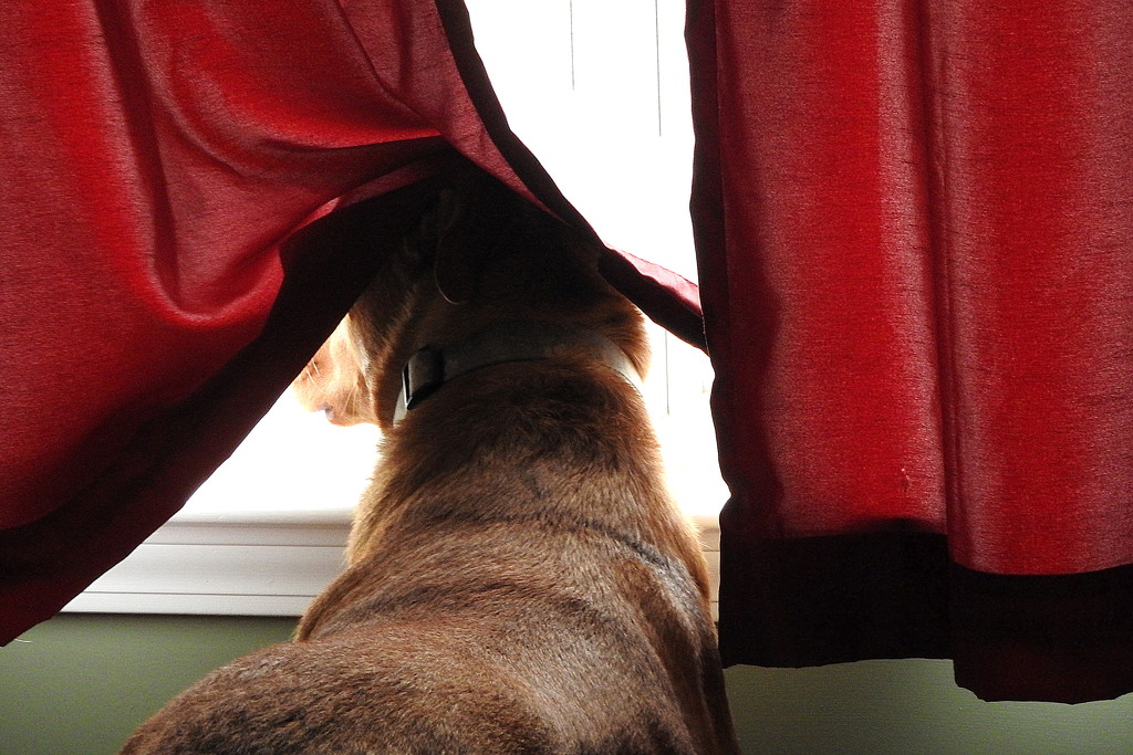 Dog VS Curtain by homeschoolmom