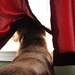 Dog VS Curtain by homeschoolmom