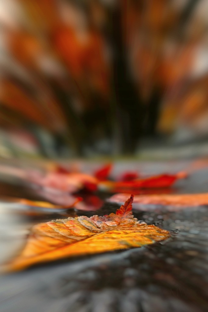 2017-11-07 autumn leaves in puddle by mona65