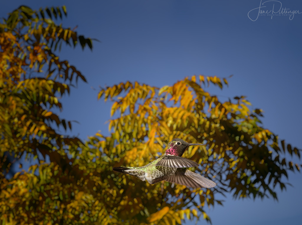 Hummer Flying in Front of the Butternut Tree by jgpittenger