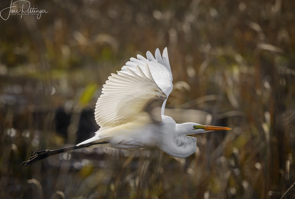 White Egret In Flight  by jgpittenger