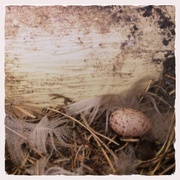 12th Jul 2017 - Birds nest egg