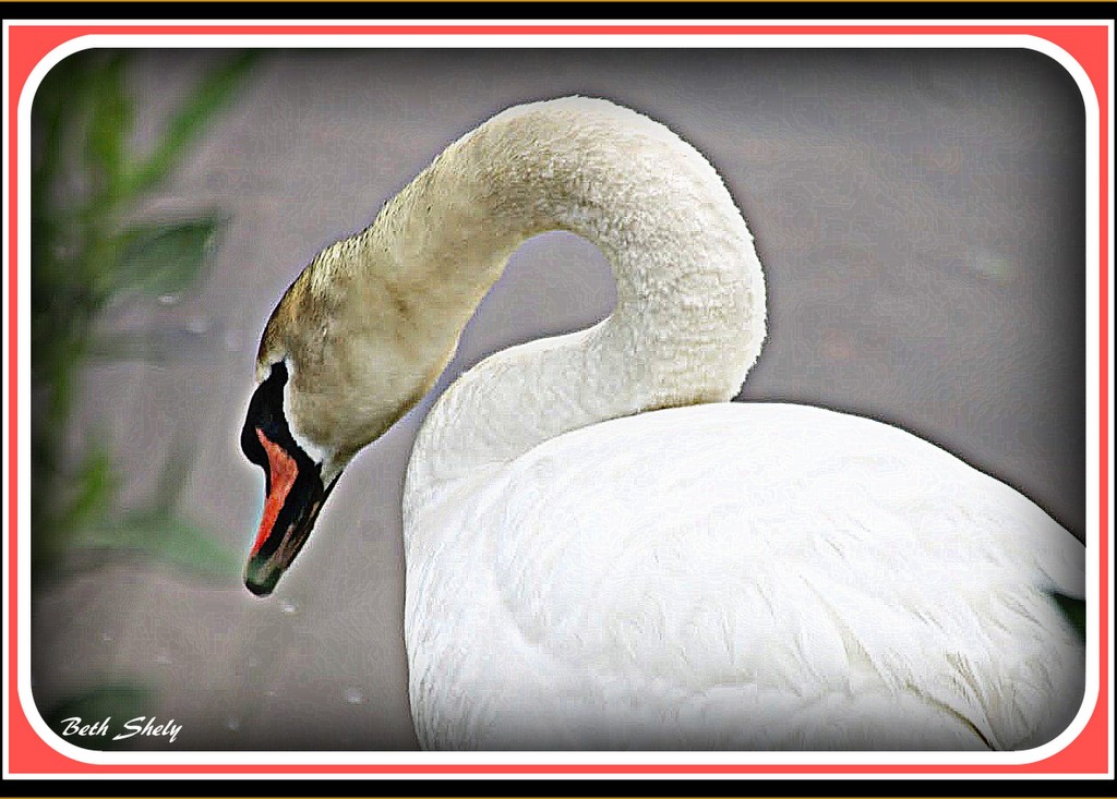 Swan Song by vernabeth