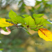 Yellow Leaf by janetb