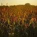 Corn field in sunset light
