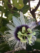 5th Nov 2017 - Tropical Flower , Makawao Maui