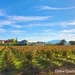 Vineyard view by 365projectdrewpdavies
