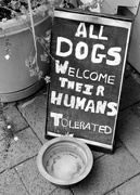 2nd Nov 2017 - Dogs Welcome