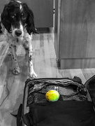7th Nov 2017 - "Don't Leave, Play With Me!"