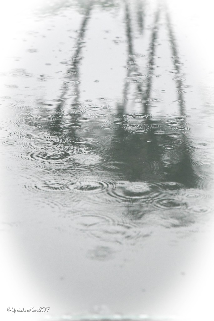 Rain and Reflections by yorkshirekiwi