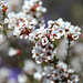 Outback Wildflowers of SW of Western Australia 4 by leestevo
