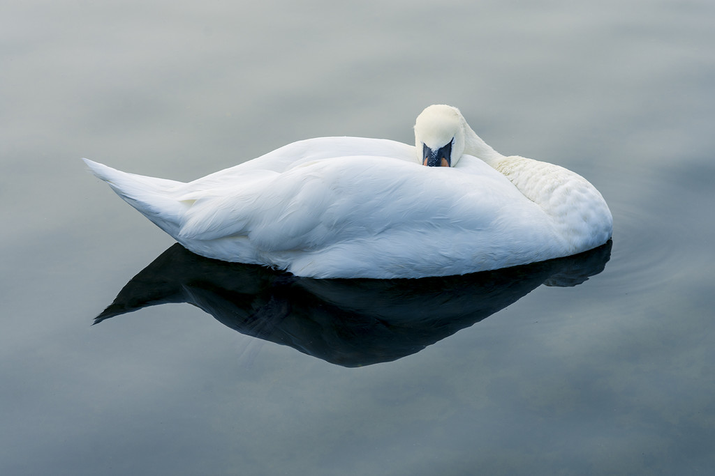 swan and black reflection by davidrobinson