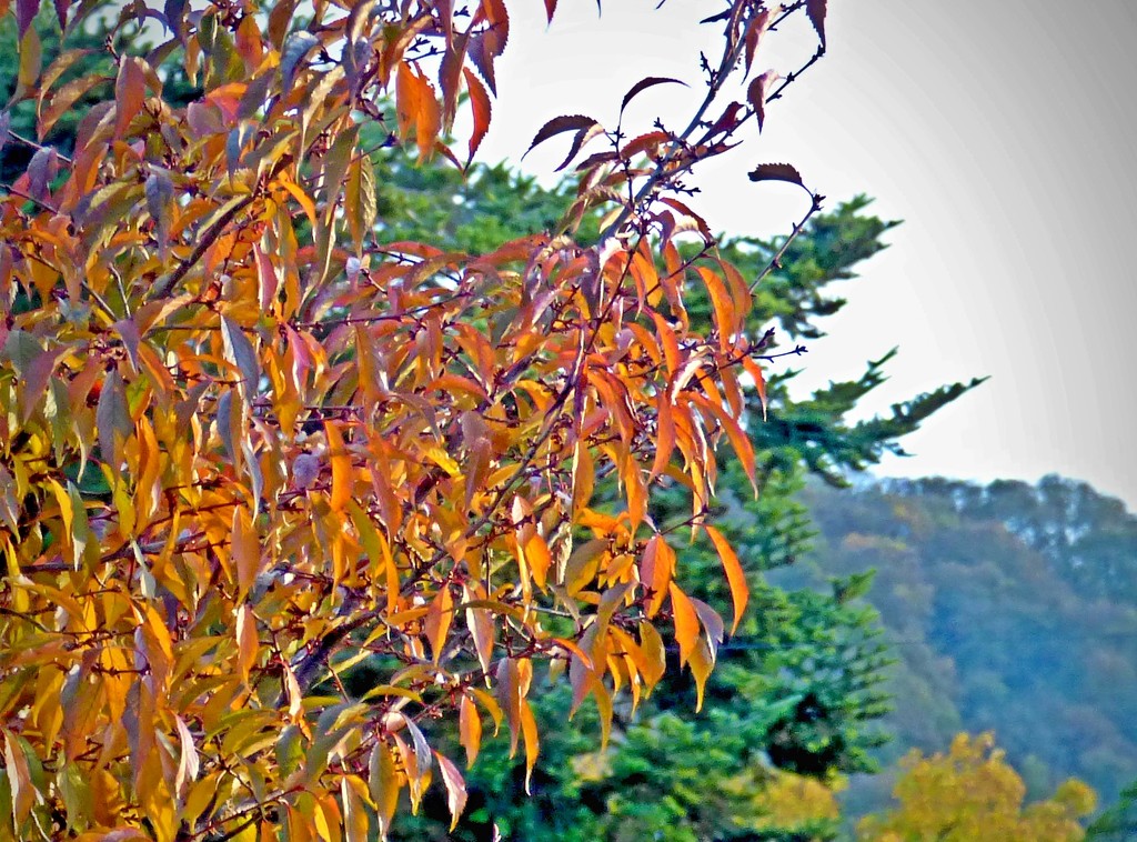Autumn shades and hues   by beryl