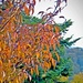 Autumn shades and hues   by beryl