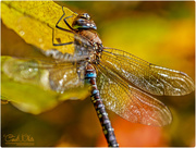 8th Nov 2017 - Migrant Hawker Dragonfly 2 (best viewed large)
