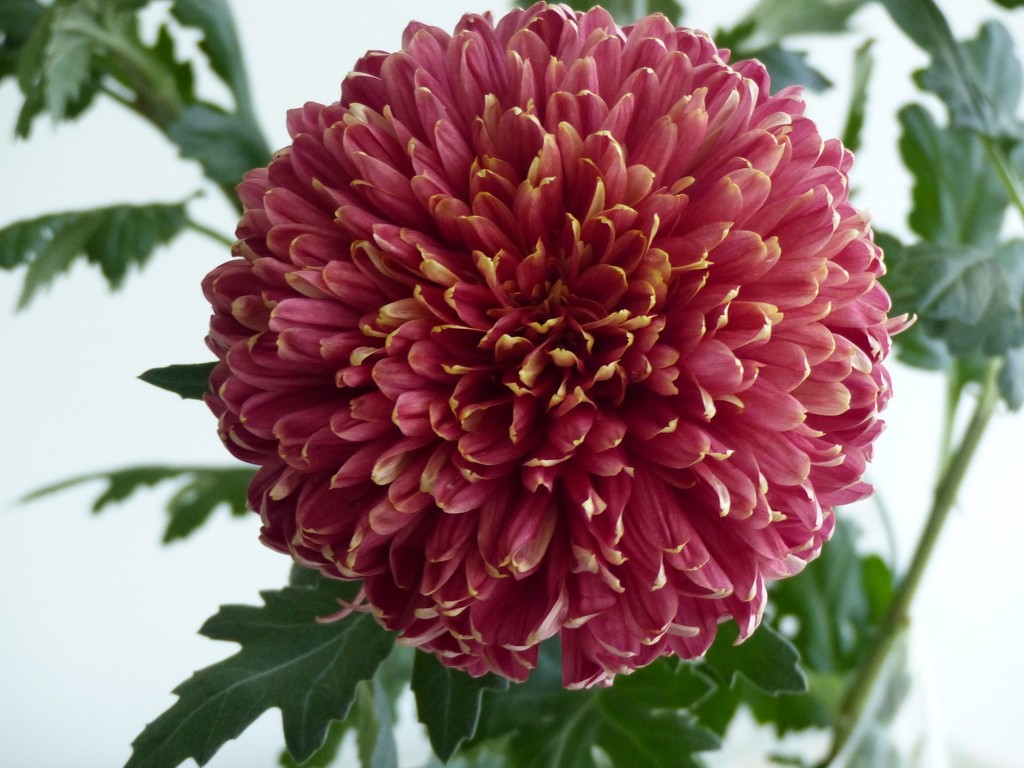 Chrysanthemum  by foxes37