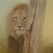 Lion in Wait by jesperani