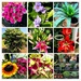 COLLAGE of flowers at the farm by veengupta