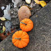7th Nov 2017 - Mini Pumpkins In The Rain | Half & Half