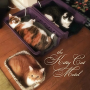 5th Nov 2017 - The Kitty Cat Motel