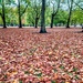 Carpet of leaves by boxplayer