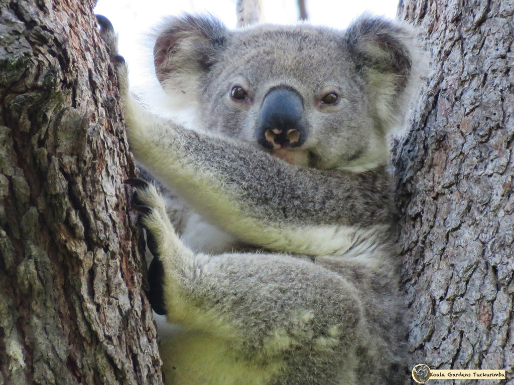 it's hard being green by koalagardens