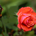Rose and Friend by jgpittenger