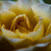 Close up of rose with drops by elisasaeter