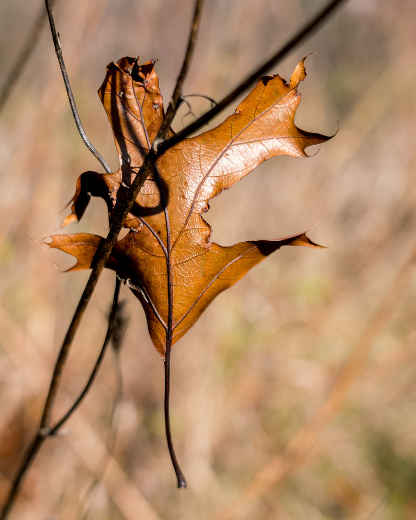 Brown Leaf by rminer