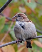 7th Nov 2017 - House Sparrow Portrait 