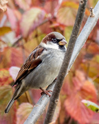 7th Nov 2017 - Hosue Sparrow