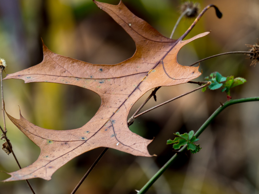 Oak Leaf by rminer