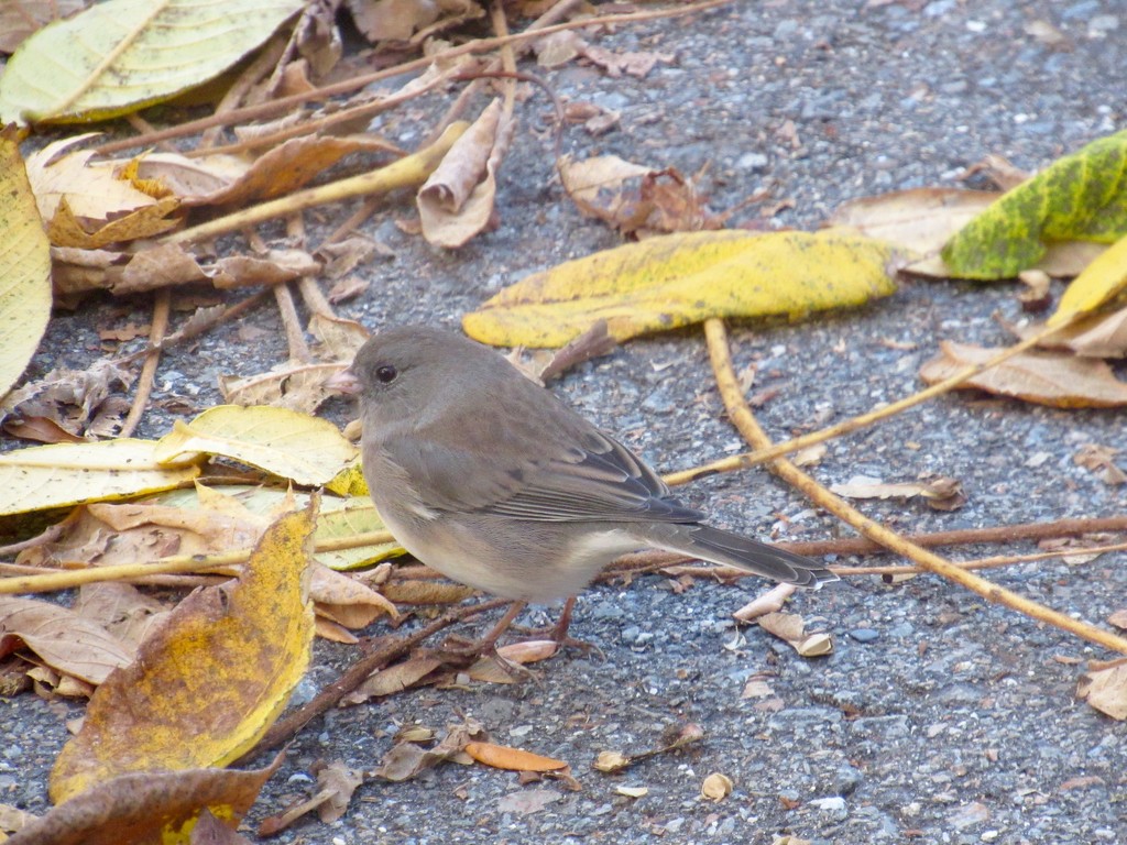 Juncos In My Driveway! by hbdaly