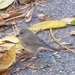 Juncos In My Driveway! by hbdaly