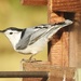 White-breasted nuthatch by amyk