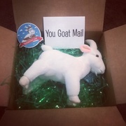 8th Nov 2017 - You goat mail 