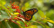 8th Nov 2017 - The Monarch Butterflys are Still Around!