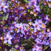 Outback Wildflowers of SW of Western Australia 5 by leestevo
