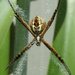 St Andrew's Cross Spider by onewing
