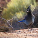 Steller's Jay by terryliv