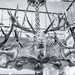 Chatsworth chandelier by pamknowler