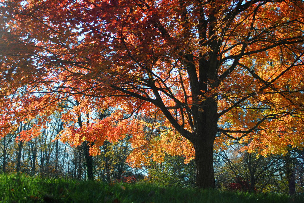 The Four Seasons Tree: I Give You Fall  by alophoto