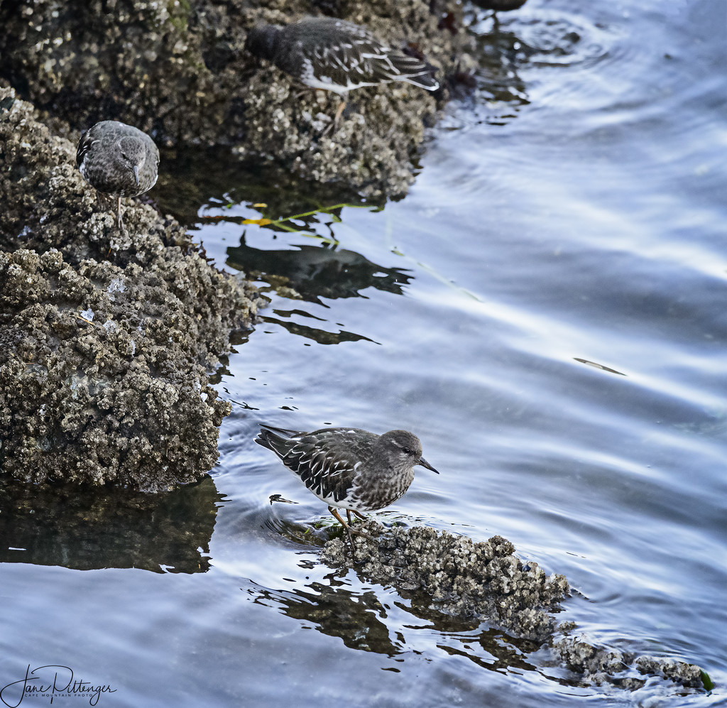 Turnstones In Their Favored Environment by jgpittenger