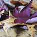Dried leaves by homeschoolmom