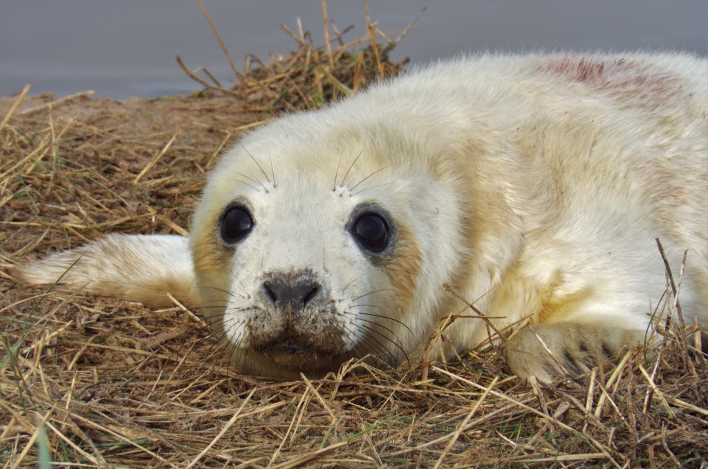 Grey seal pup by suzanne234