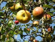 6th Nov 2017 - These apples are at the top of the tree...
