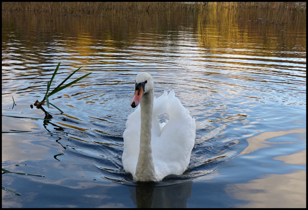 The curious swan. by jokristina